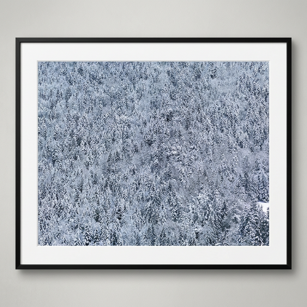 Snow Forest