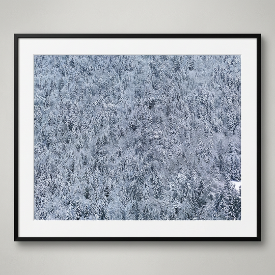 Snow Forest