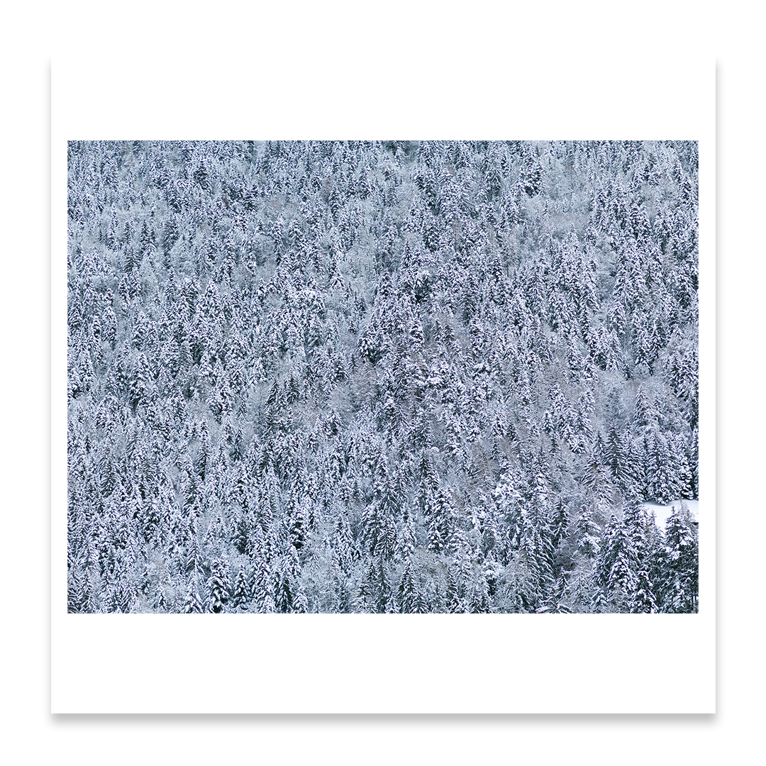 Snow Forest