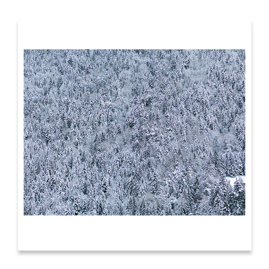 Snow Forest